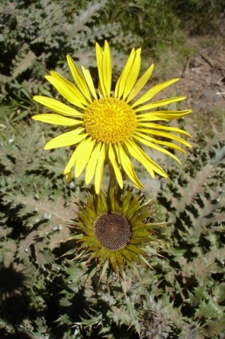 Berkheya macrocephala flowerheads